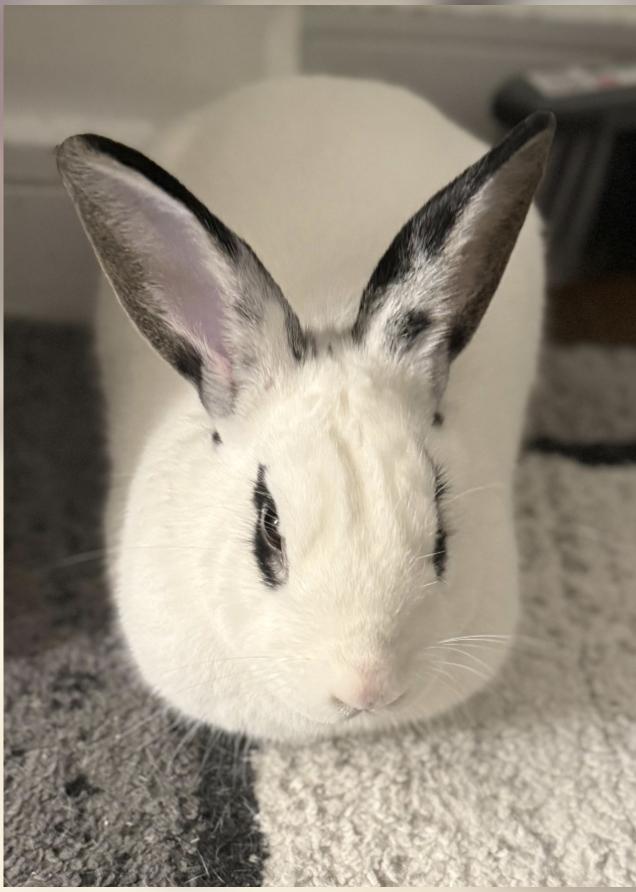 Lilo, adoptable, Young Male Hotot & English Spot.