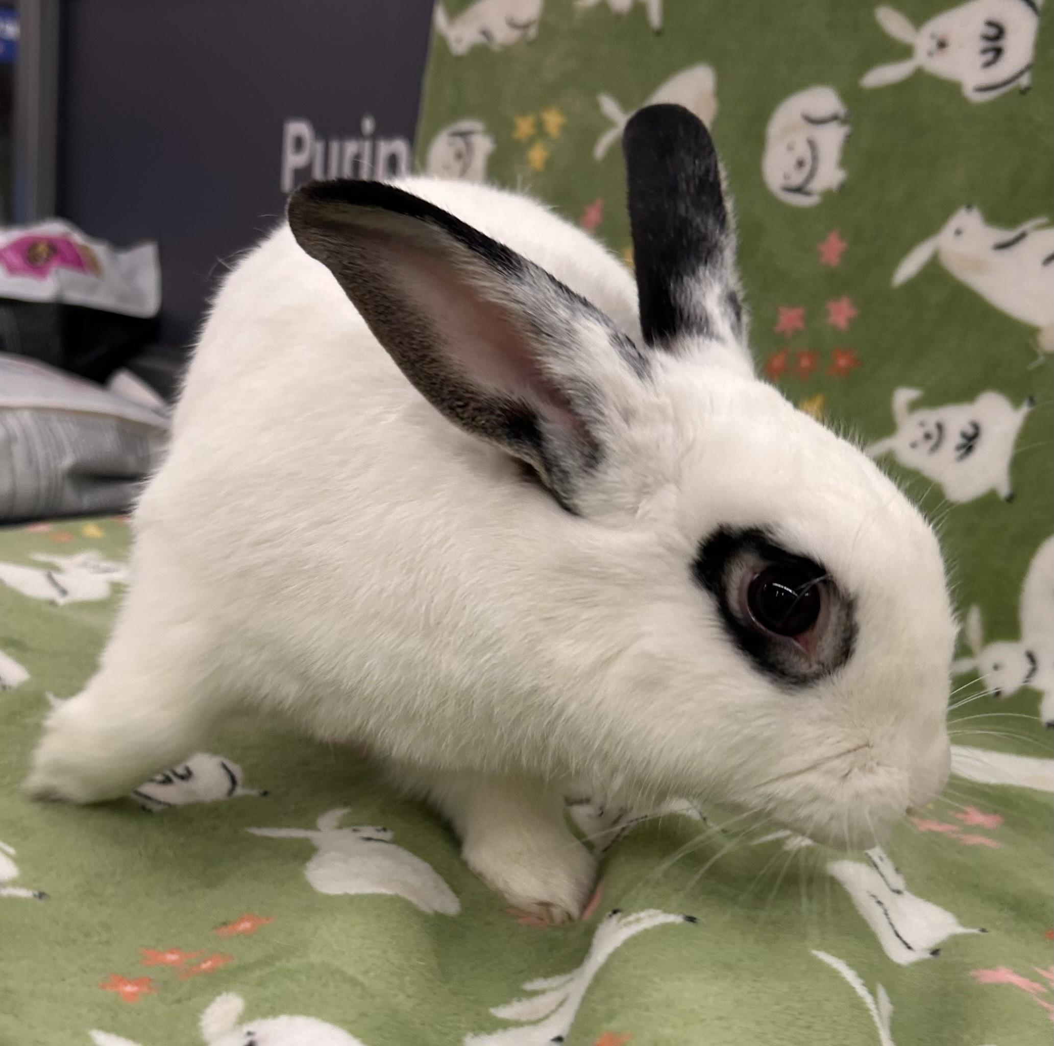 Enlarge Lillo, a Adoptable mixed breed in New York, NY image 3/6