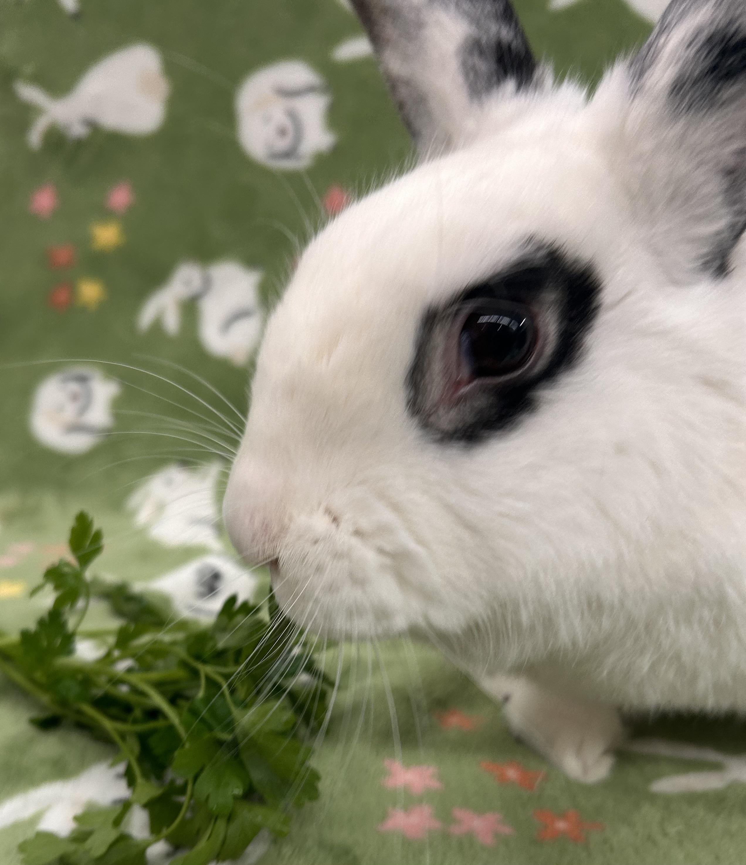 Enlarge Lillo, a Adoptable mixed breed in New York, NY image 4/6