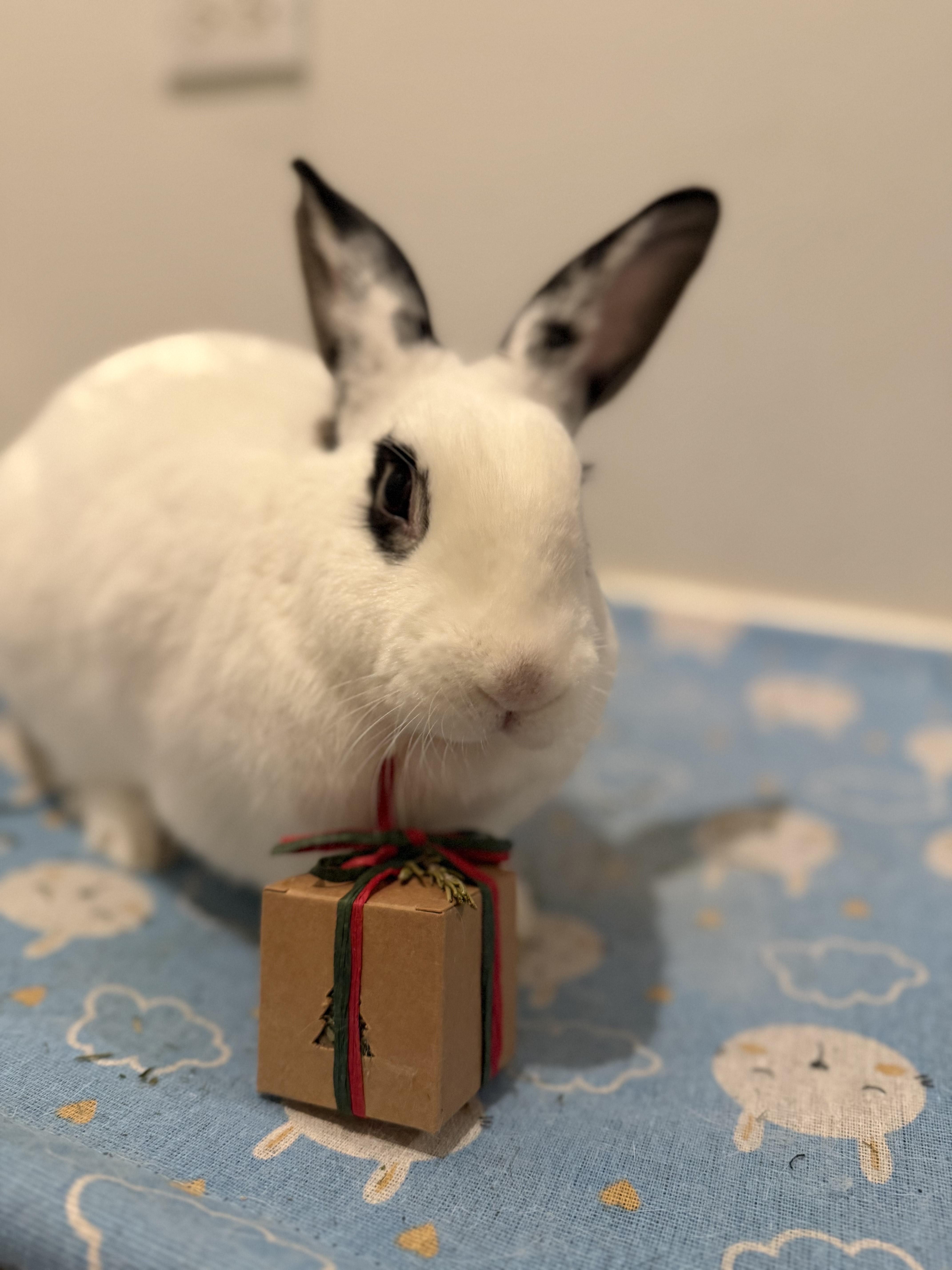 Enlarge Lillo, a Adoptable mixed breed in New York, NY image 2/6