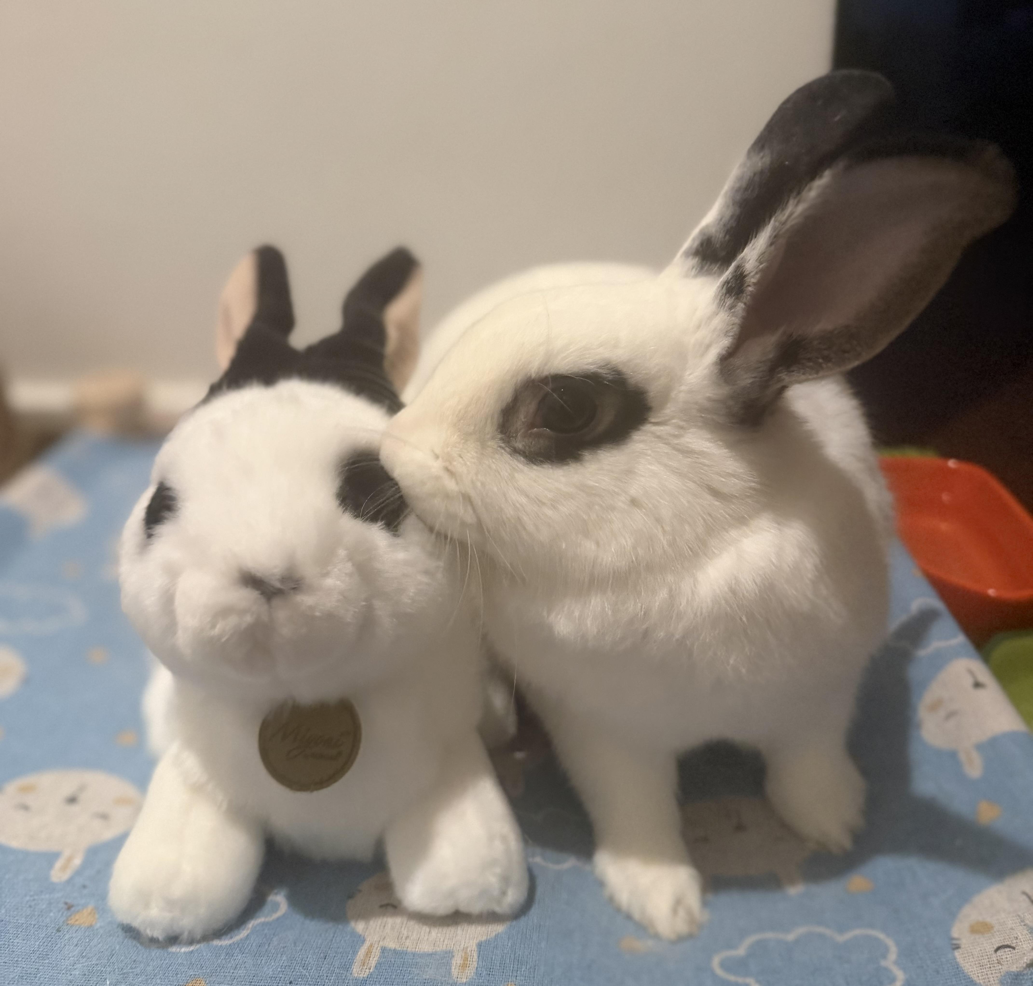 Lillo, Adoptable, Young Male Hotot & English Spot.