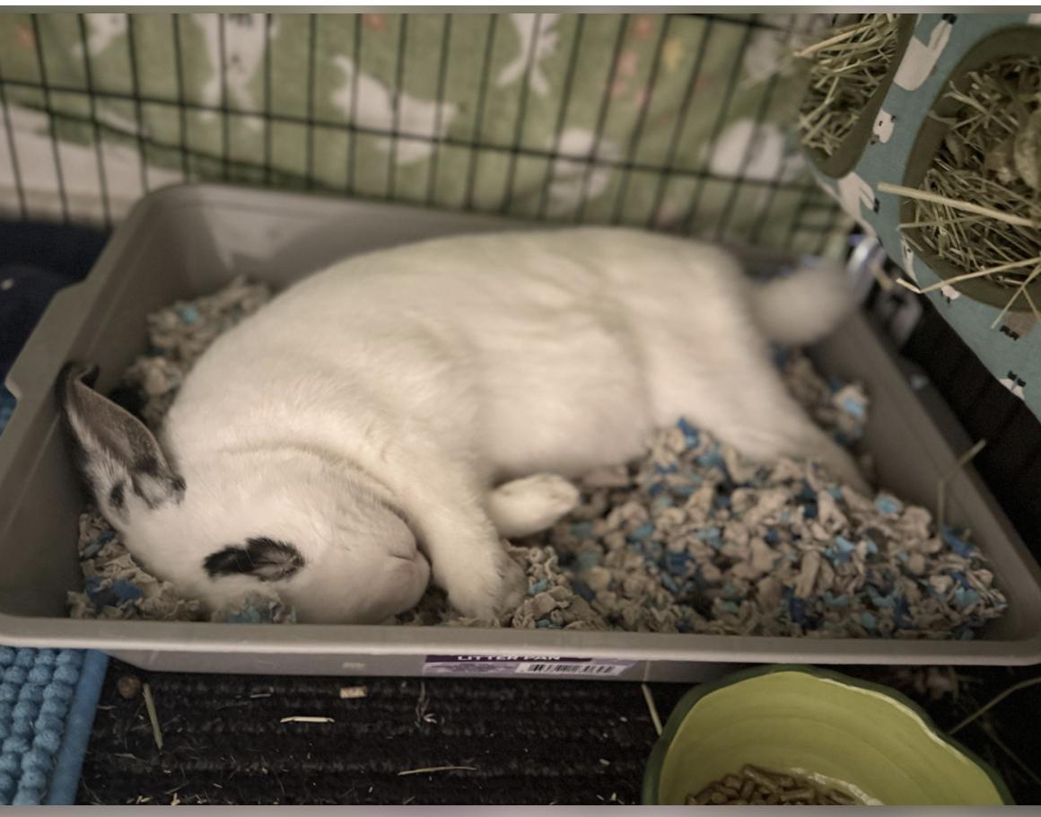 Enlarge Lilo, an adoptable mixed breed in New York, NY image 5/6