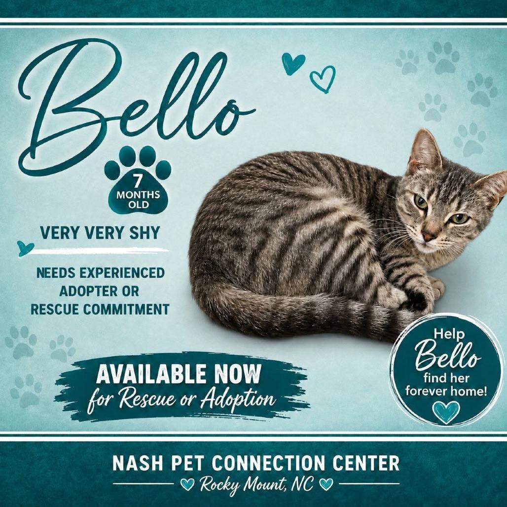 Enlarge BELLO  Available NOW - ADOPTION or RESCUE!, a Adoptable Domestic Short Hair in Nashville, NC image 1/1
