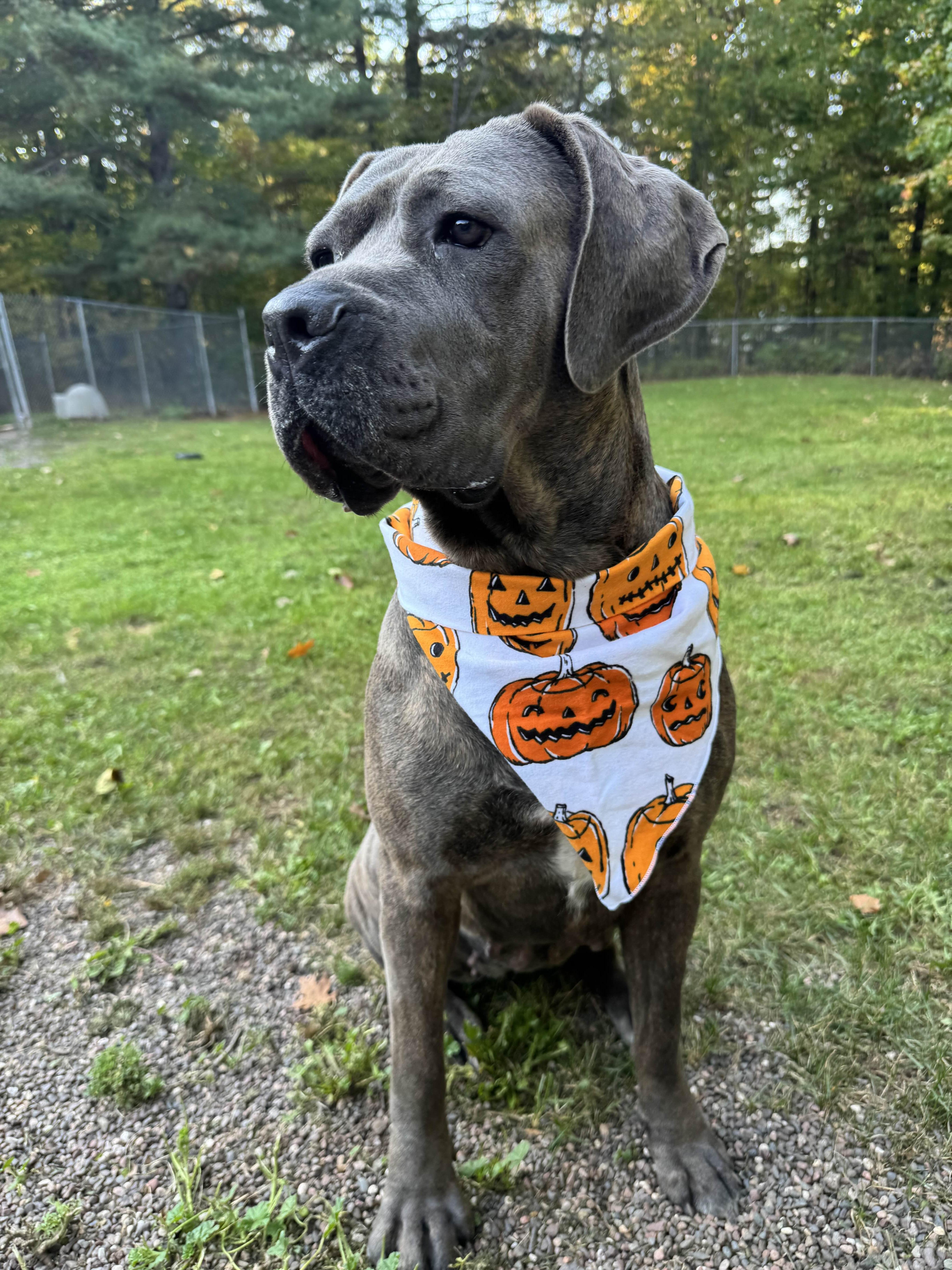 Wren, Adoptable, Young Female Cane Corso.