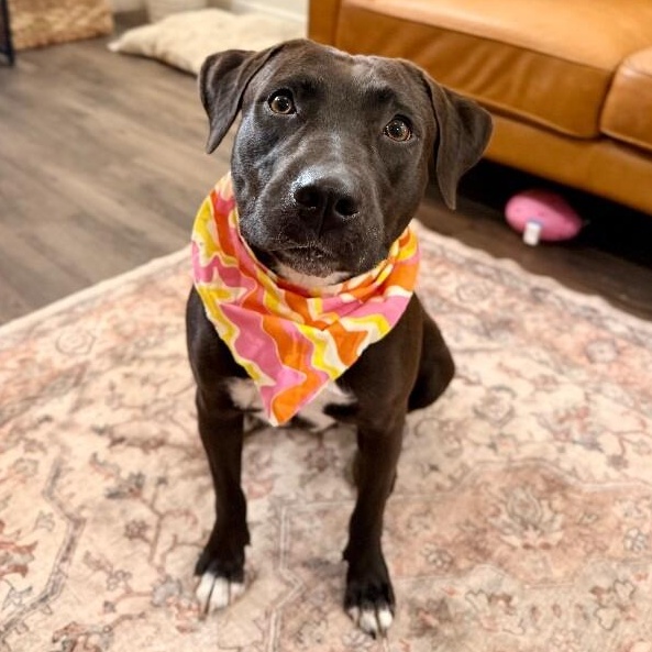 Leilani Snuggles the Professional Cuddle Bug — thumbnail 4