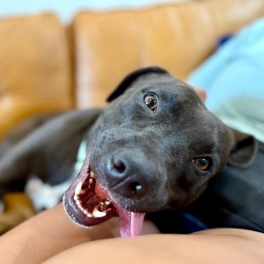 Leilani Snuggles the Professional Cuddle Bug — thumbnail 5