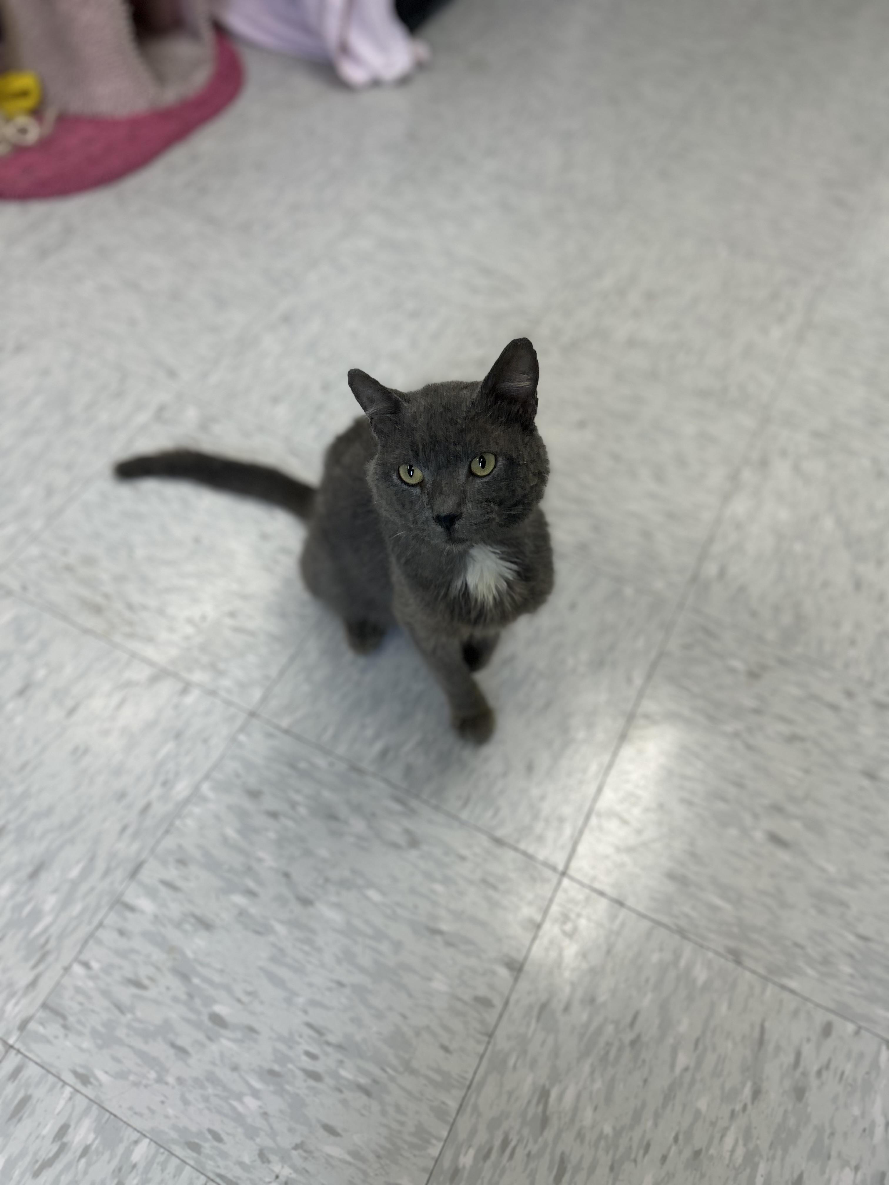 Hook, an adopted mixed breed in Bardstown, KY image 5/5