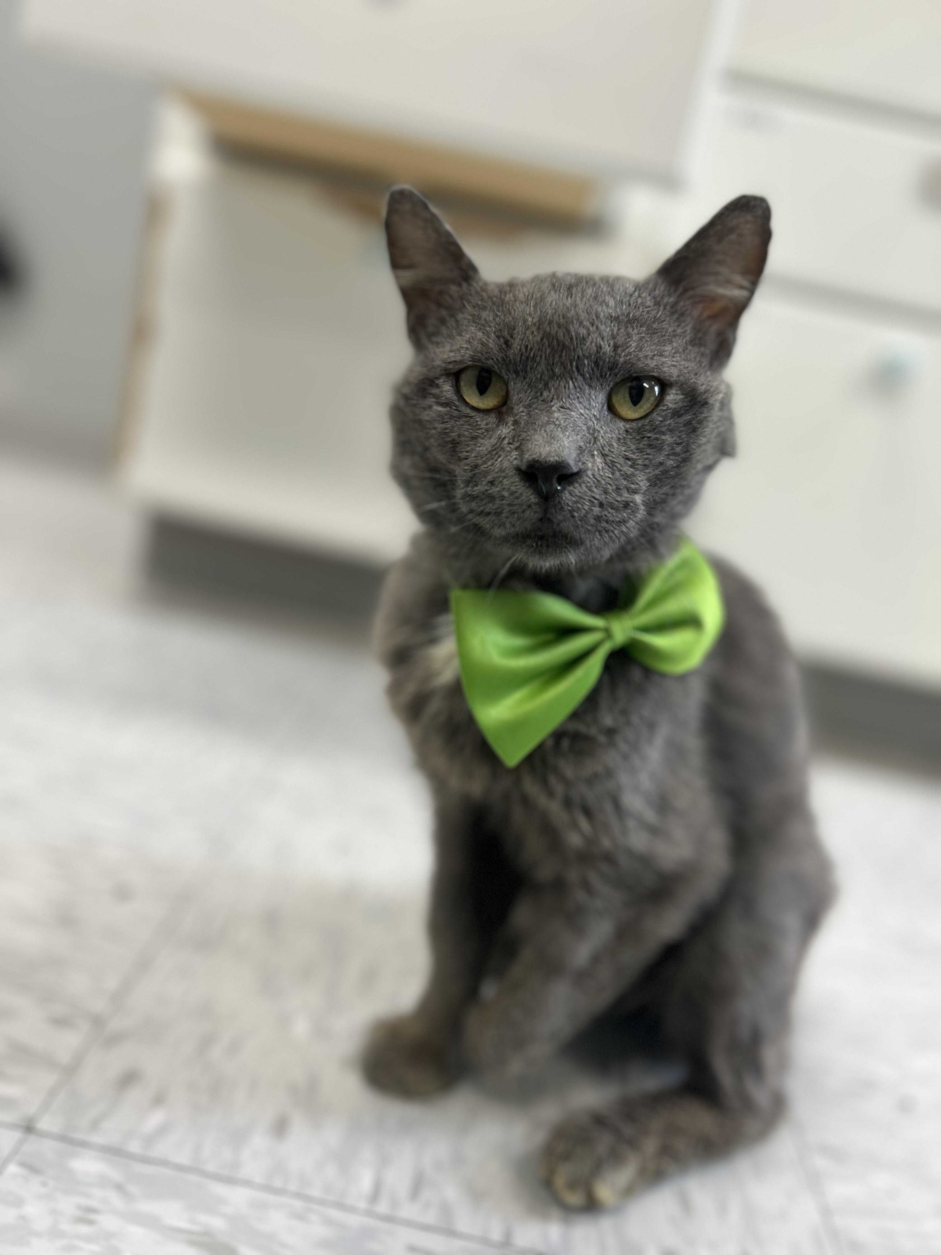 Hook, adopted, Adult Male Russian Blue & Domestic Short Hair.