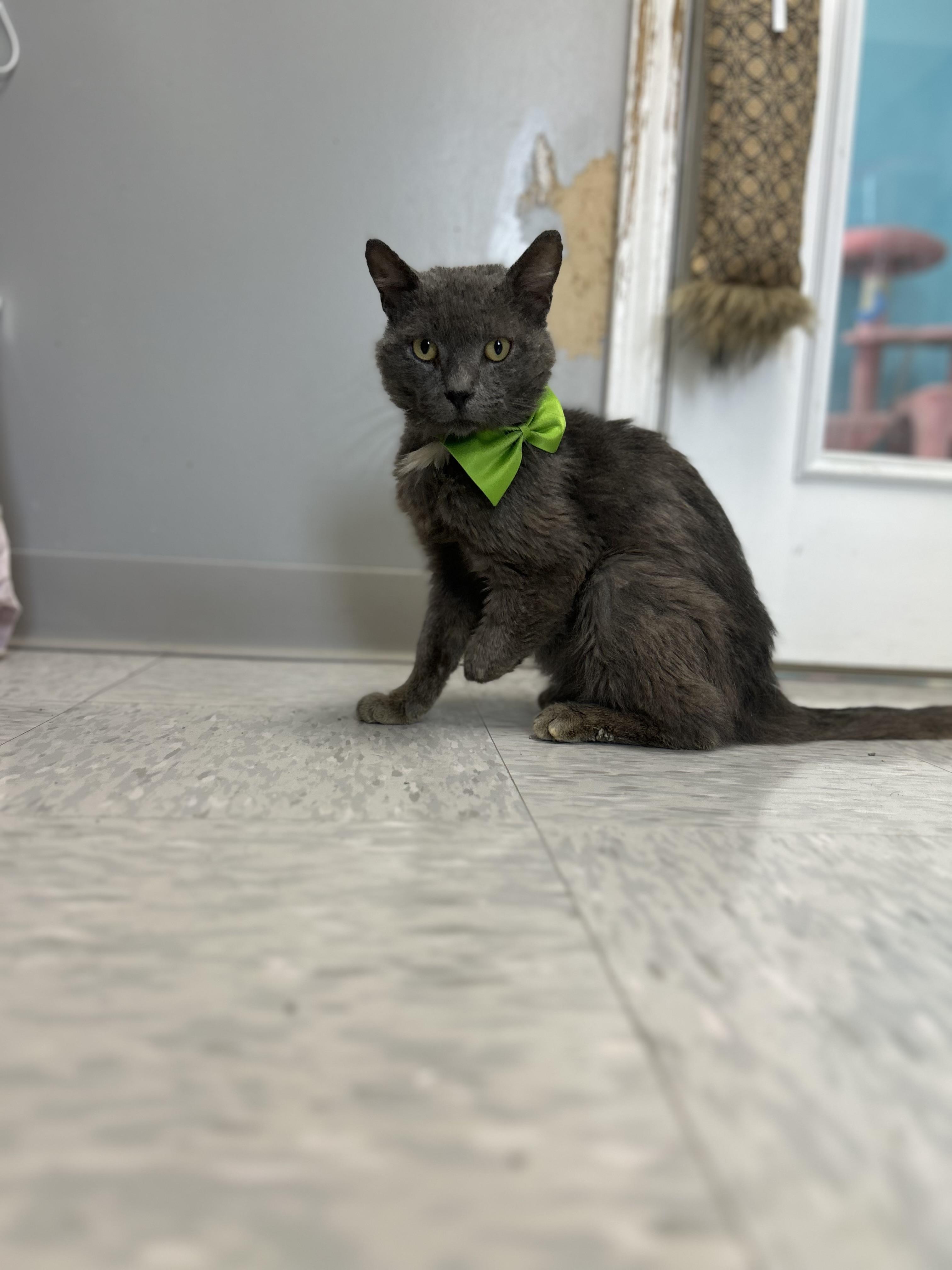 Hook, an adopted mixed breed in Bardstown, KY image 4/5