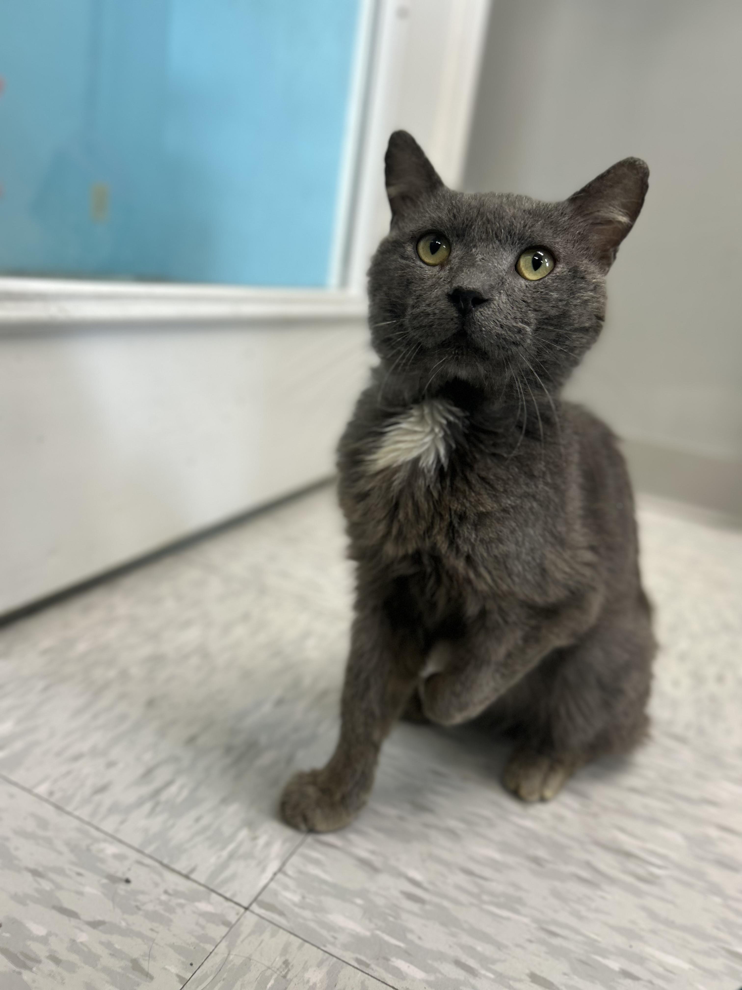 Hook, an adopted mixed breed in Bardstown, KY image 2/5