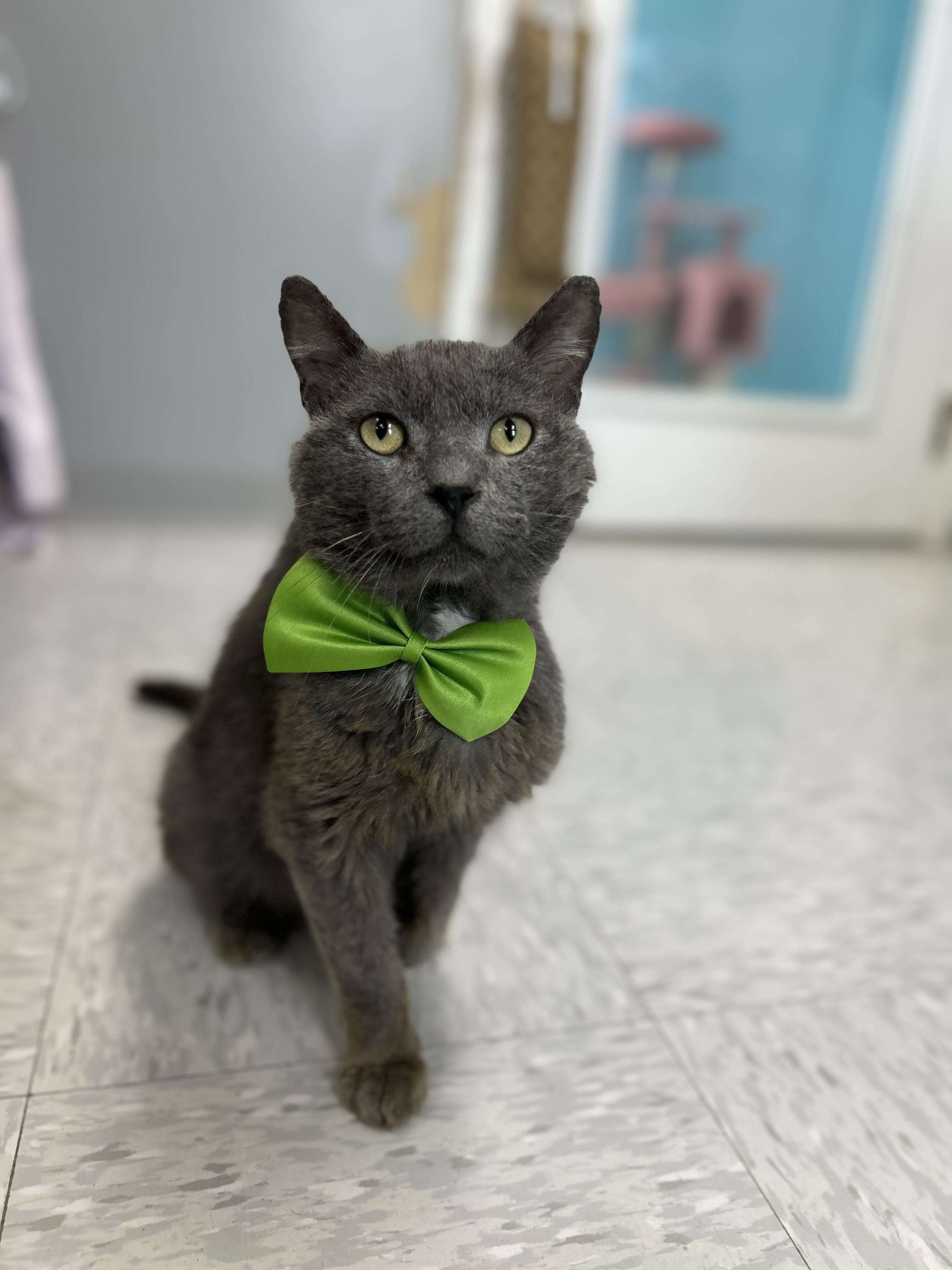Hook, an adopted mixed breed in Bardstown, KY image 3/5