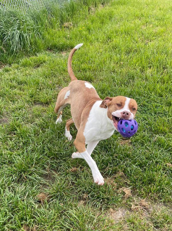 Gemma, a Adoptable mixed breed in McMinnville, OR image 1/6