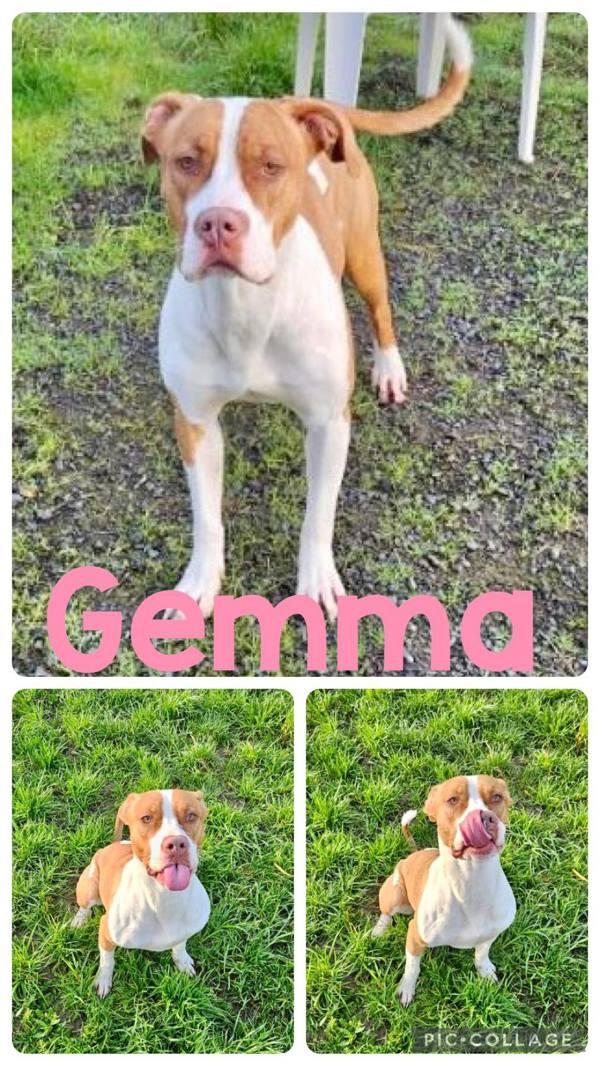 Gemma, a Adoptable mixed breed in McMinnville, OR image 2/6
