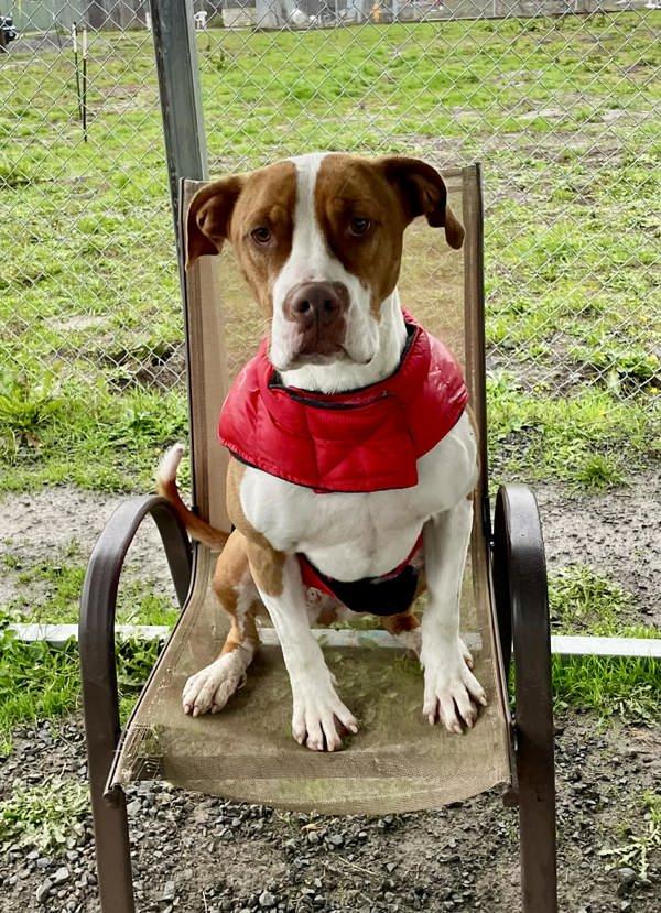 Gemma, a Adoptable mixed breed in McMinnville, OR image 3/6