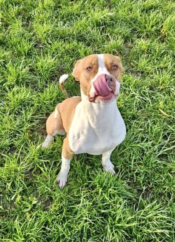 Gemma, a Adoptable mixed breed in McMinnville, OR image 4/6