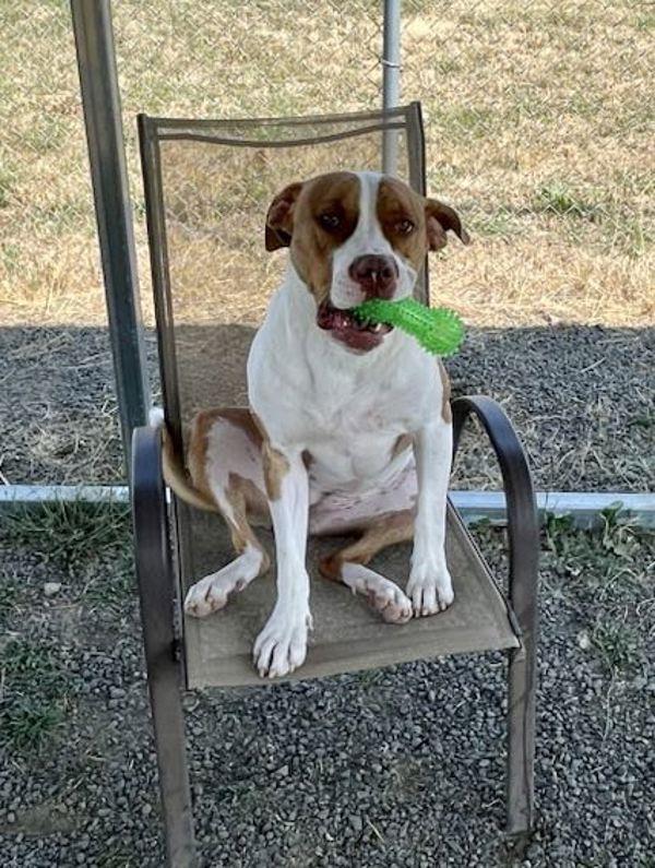 Gemma, a Adoptable mixed breed in McMinnville, OR image 5/6