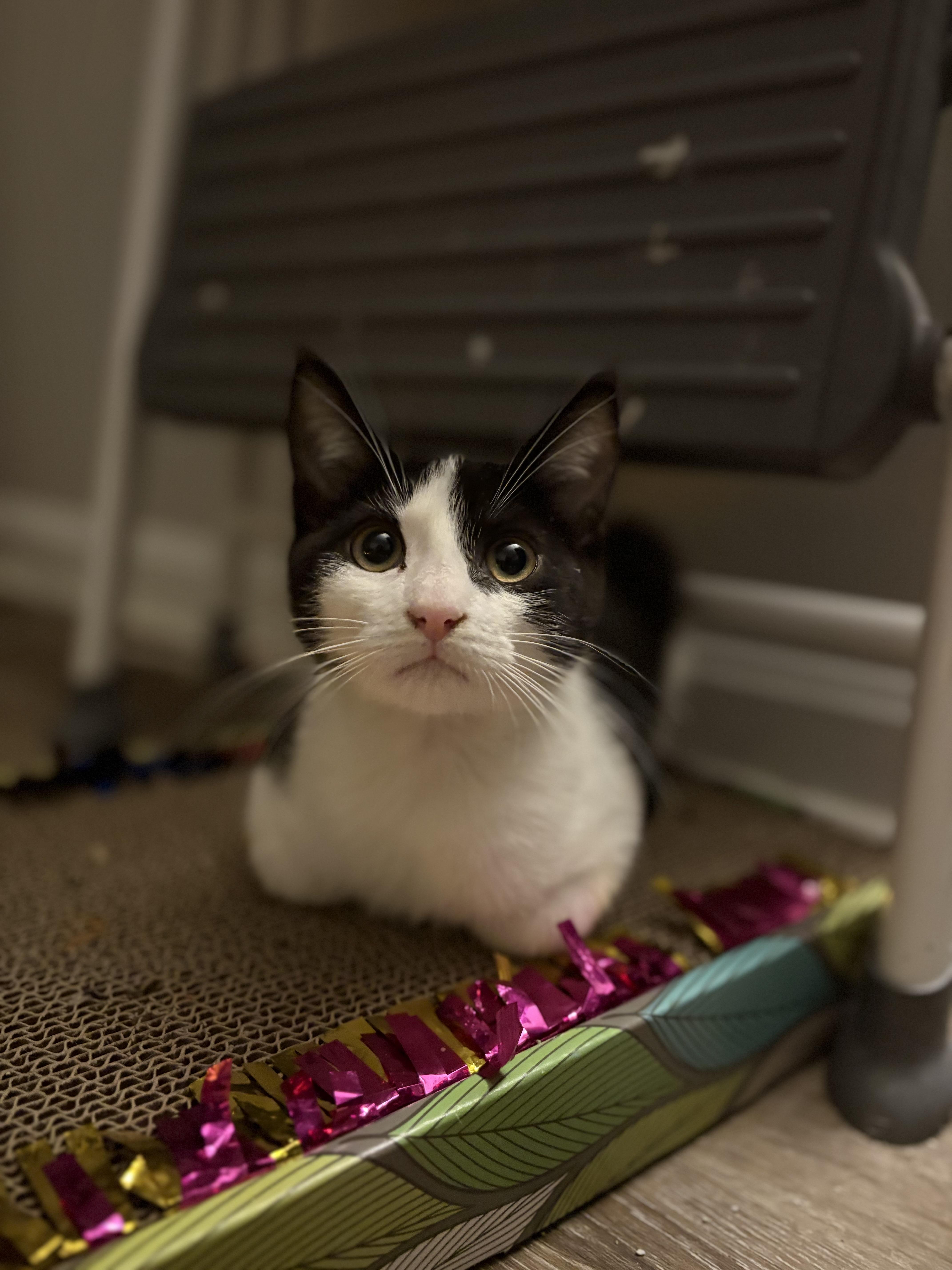 Chuck Purry, a Adopted mixed breed in Hershey, PA image 1/3