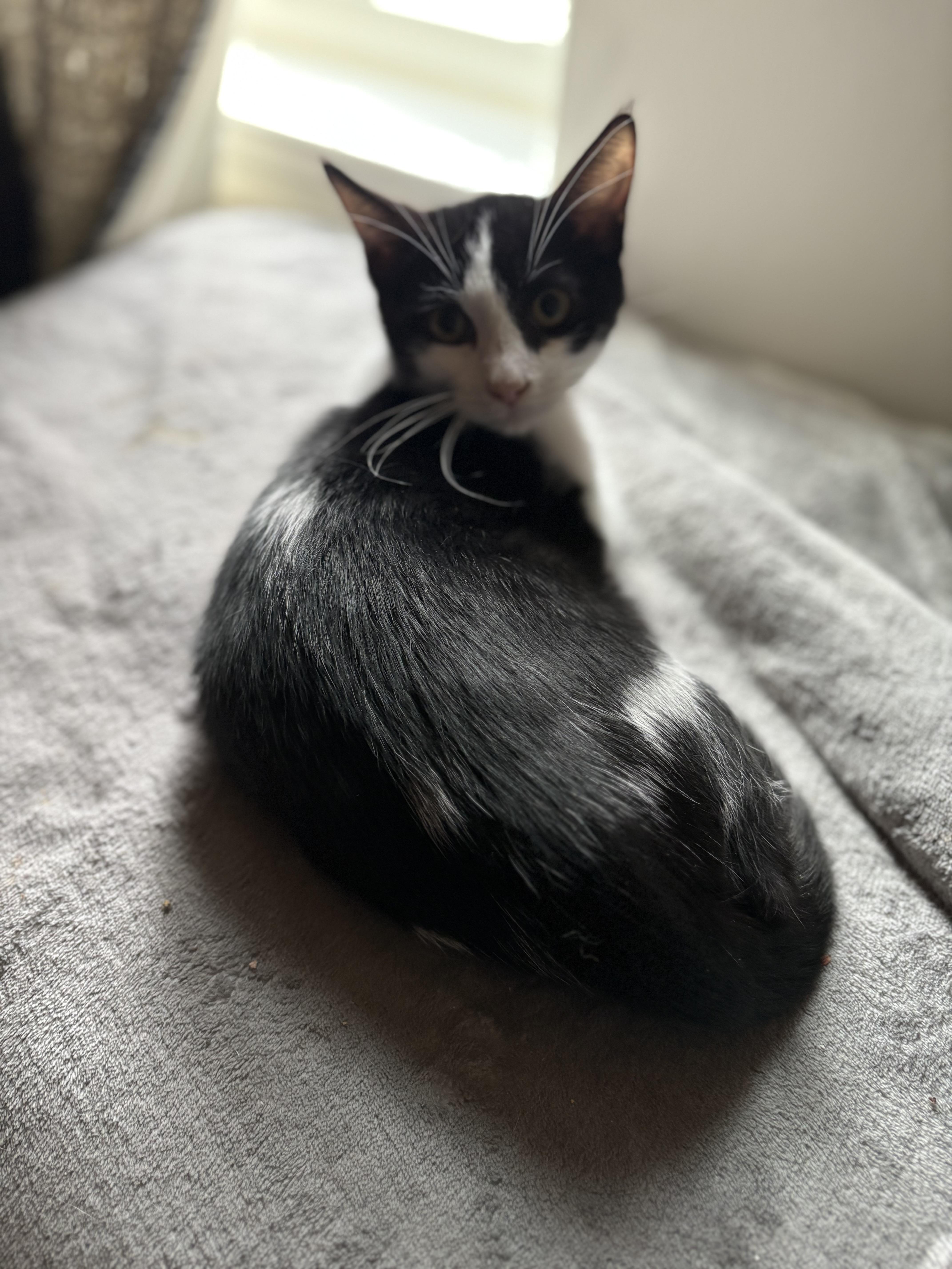 Chuck Purry, a Adopted mixed breed in Hershey, PA image 2/3