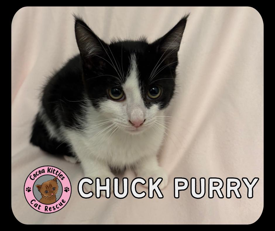 Chuck Purry, a Adopted mixed breed in Hershey, PA image 3/3