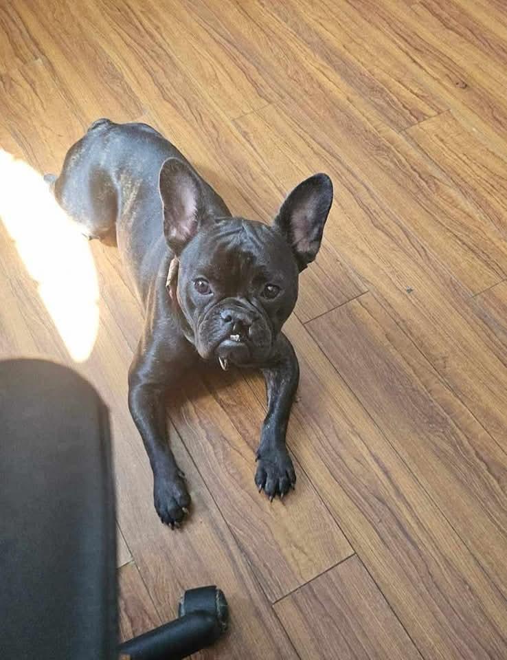 Chachi, a Adoptable French Bulldog in Antioch, TN image 1/4