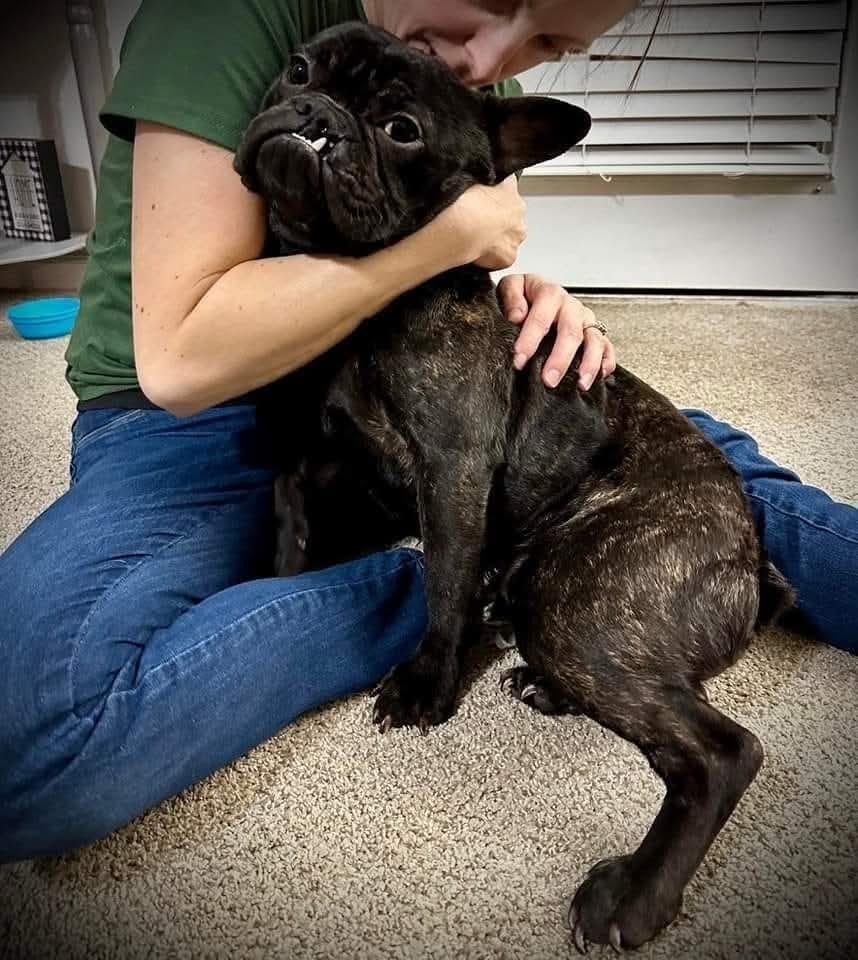 Chachi, a Adoptable French Bulldog in Antioch, TN image 2/4