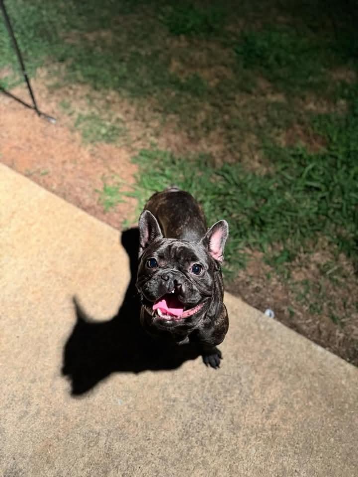 Chachi, a Adoptable French Bulldog in Antioch, TN image 3/4