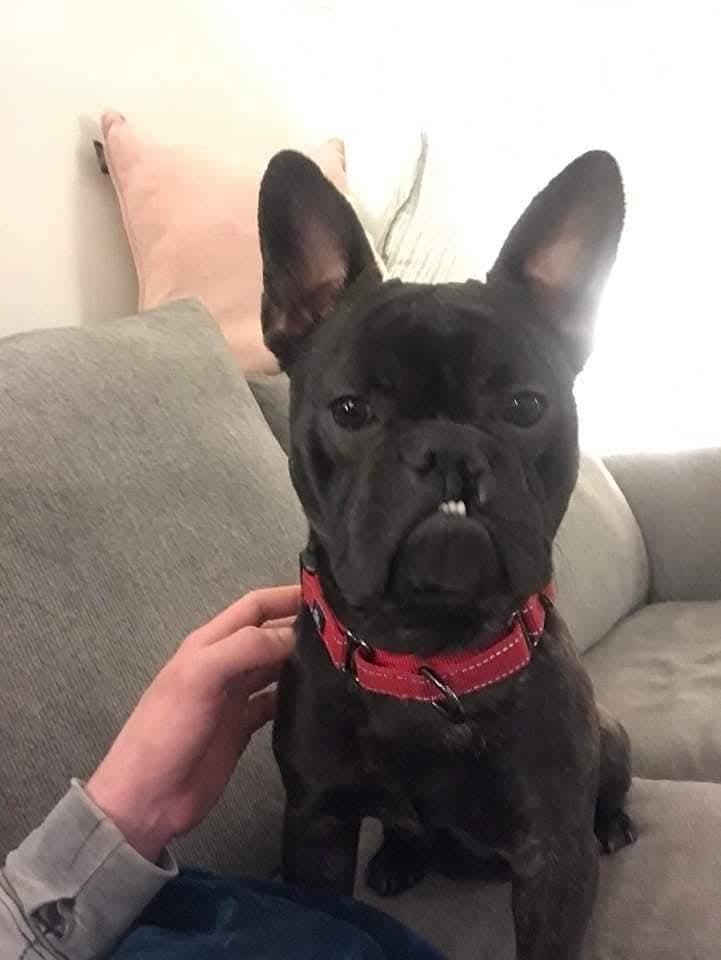Chachi, Adult Male French Bulldog