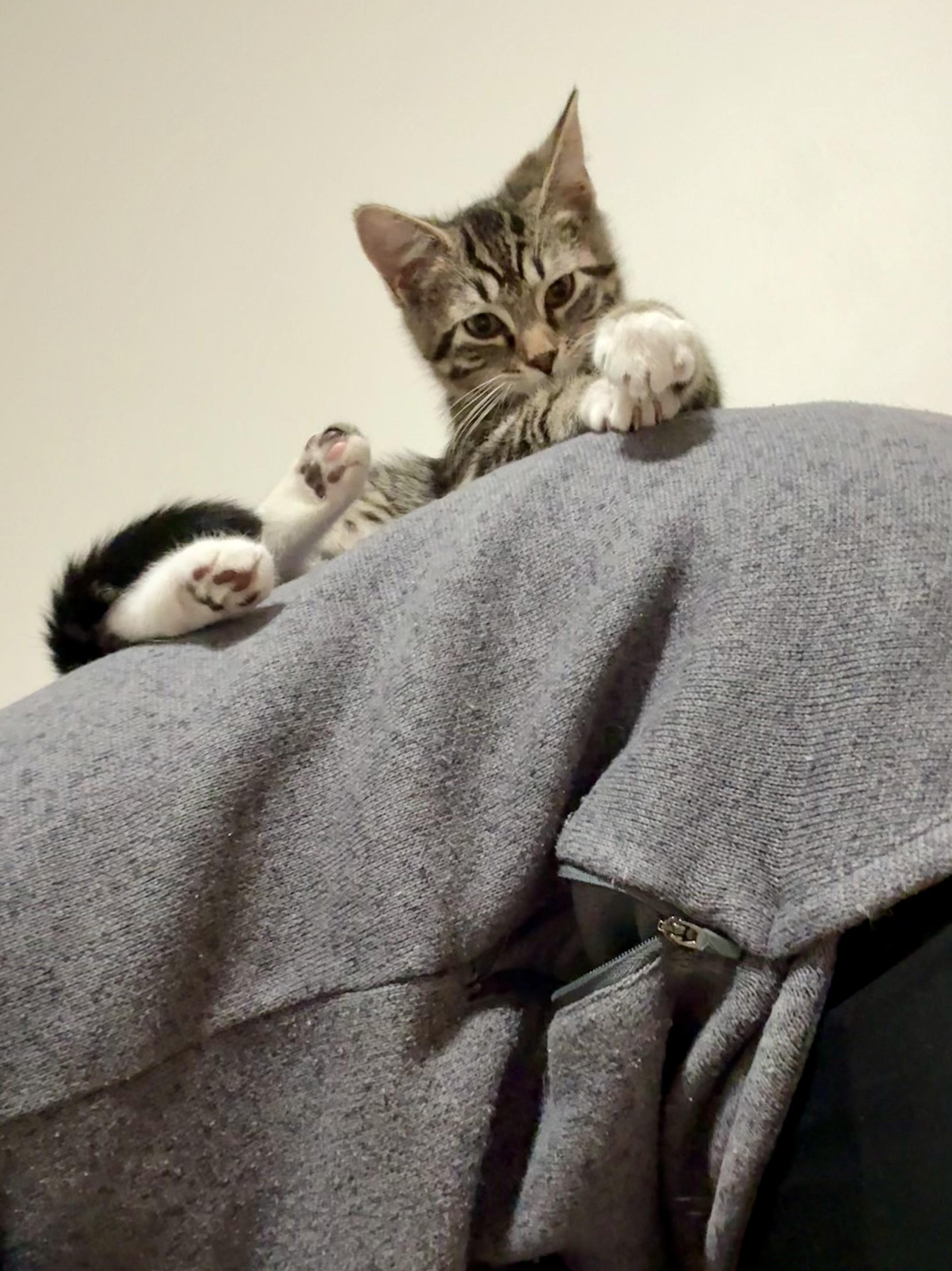 Enlarge Susi, a Adoptable mixed breed in Salem, OH image 3/6