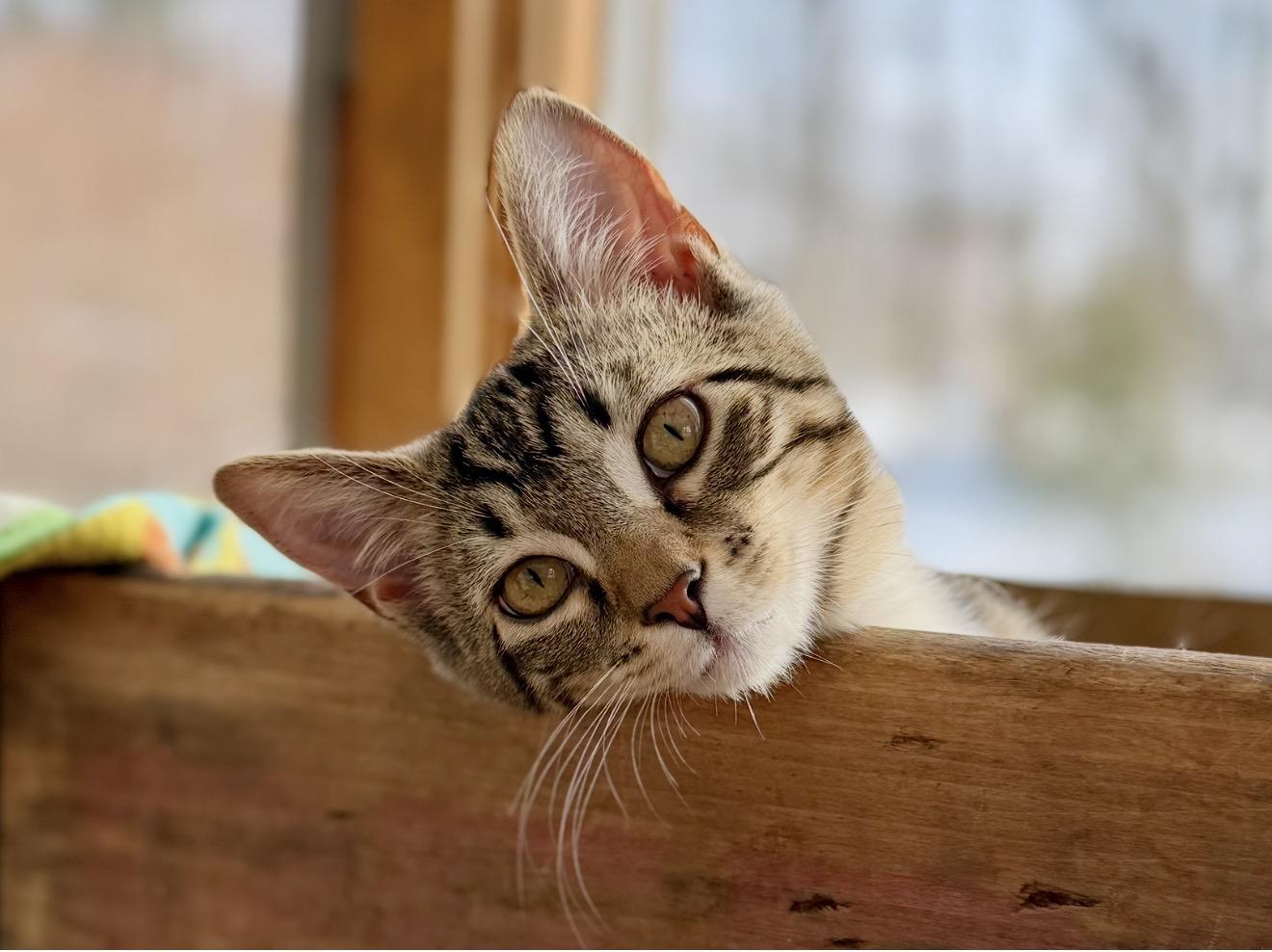 Enlarge Susi, a Adoptable mixed breed in Salem, OH image 1/6