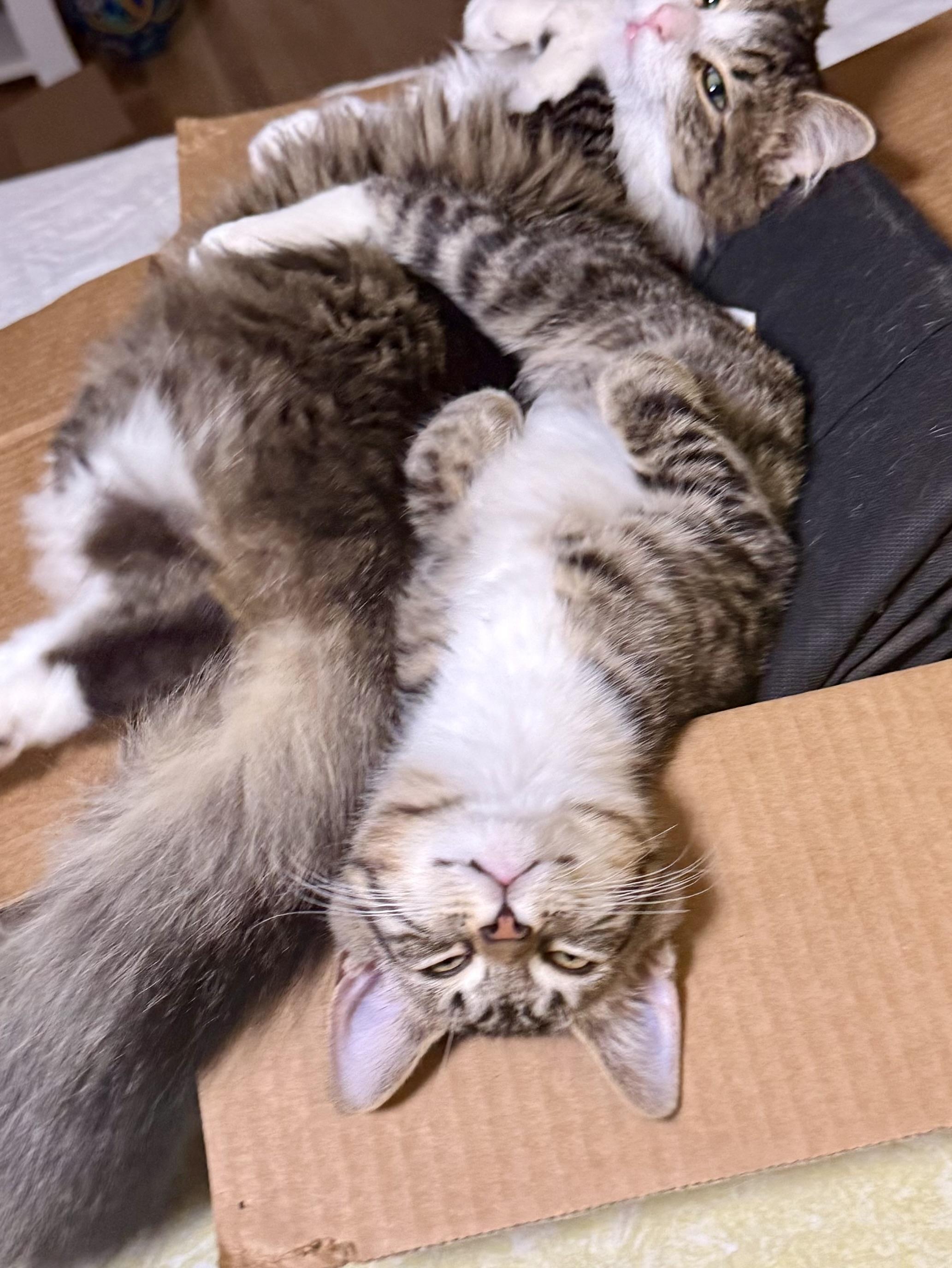 Enlarge Susi, a Adoptable mixed breed in Salem, OH image 5/6