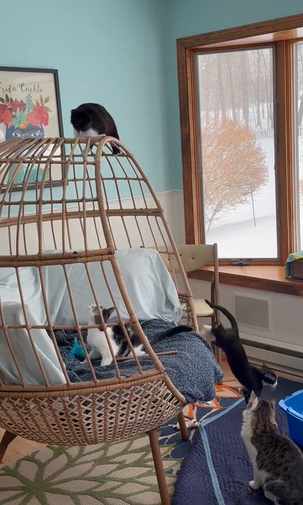 Enlarge Susi, a Adoptable mixed breed in Salem, OH video 6/6