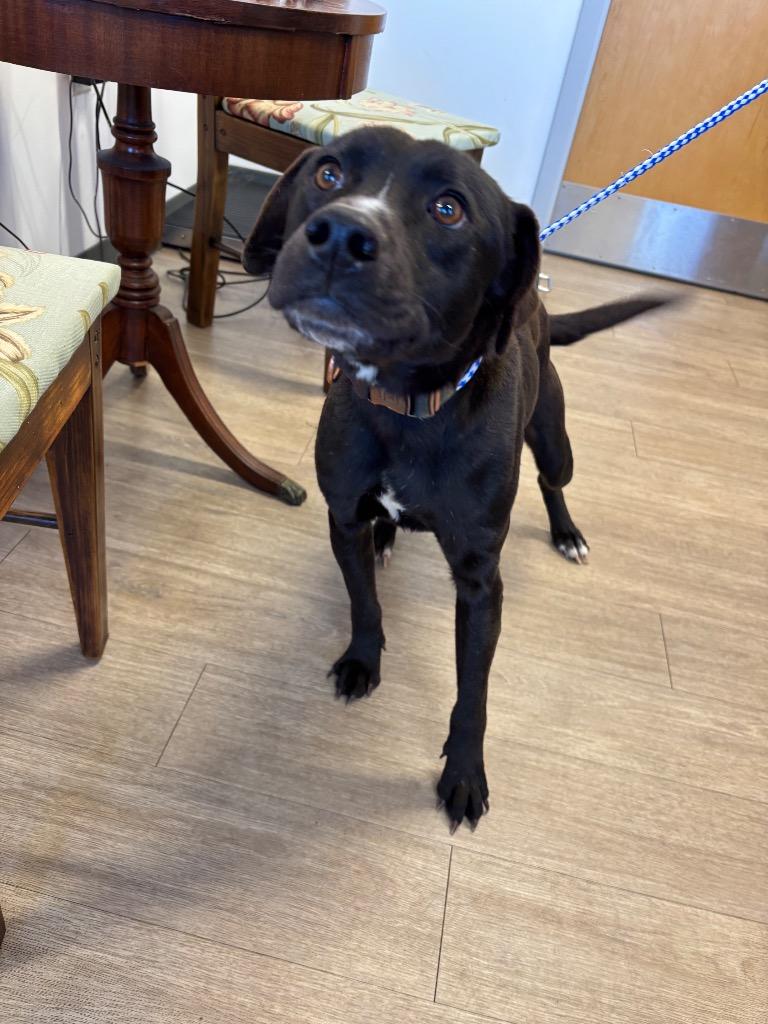 Bruce, Adoptable, Adult Male Labrador Retriever & Mixed Breed.
