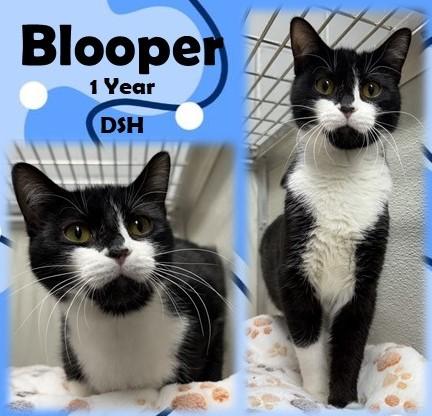Blooper, ADOPTABLE, Adult Female Domestic Short Hair.