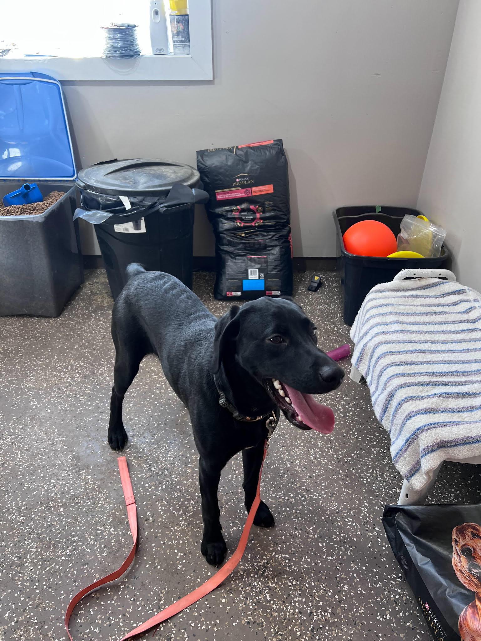 Duke, Adopted, Puppy Male Black Labrador Retriever & Coonhound.