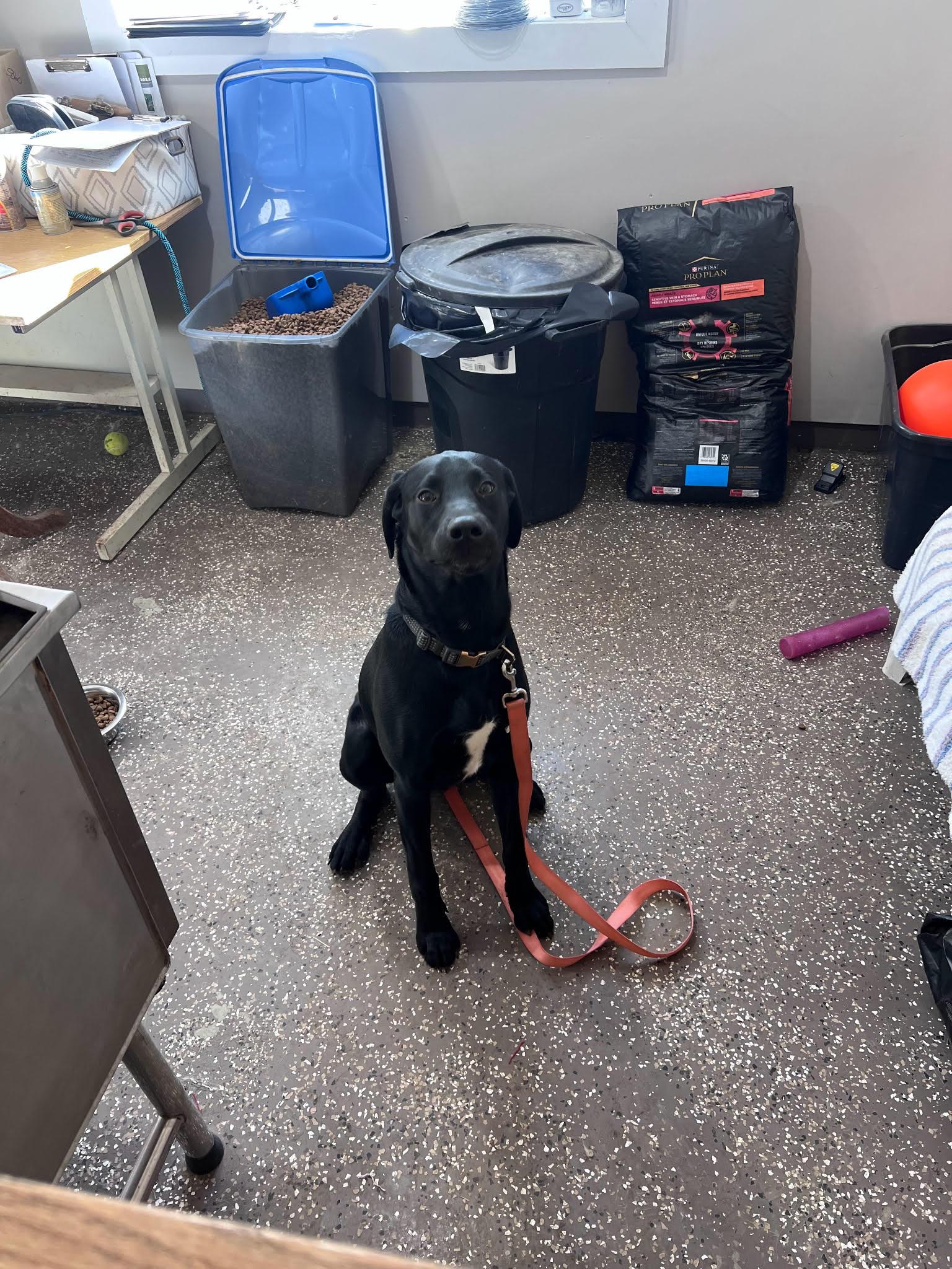 Enlarge Duke, a Adopted mixed breed in Mount Carroll, IL image 2/2