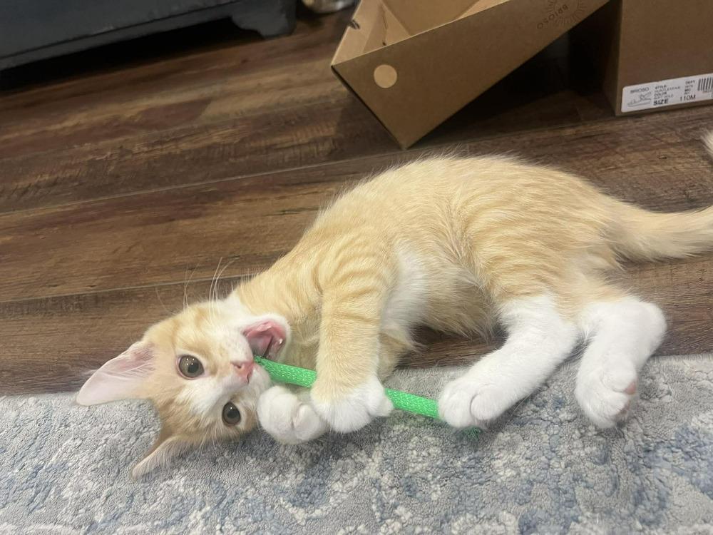 Enlarge Rollie, a Adoptable Domestic Short Hair in Scott, LA image 1/4