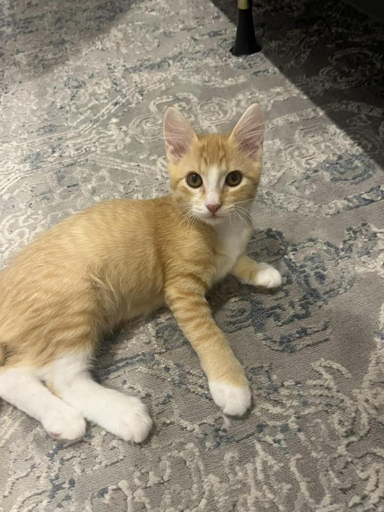 Enlarge Rollie, a Adoptable Domestic Short Hair in Scott, LA image 2/4