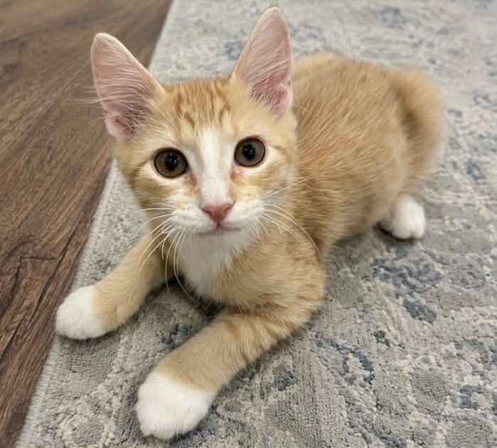 Enlarge Rollie, a Adoptable Domestic Short Hair in Scott, LA image 3/4