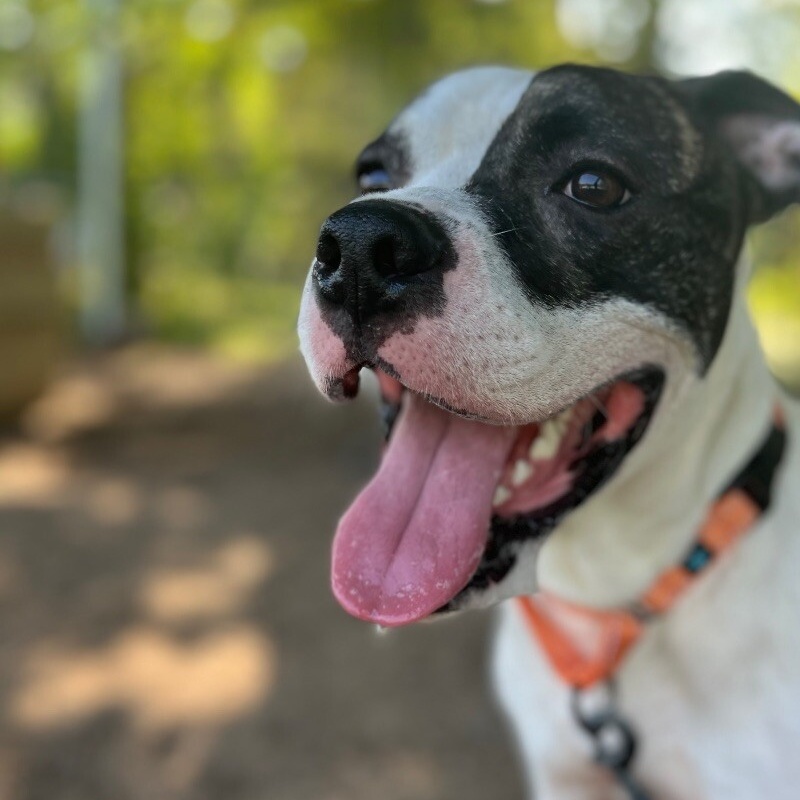 Dog for adoption Charlie Smart Boy Adventure Dog, a Staffordshire