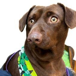 Enlarge Boomer, a Adoptable mixed breed in Tulsa, OK image 3/6