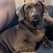 Enlarge Boomer, a Adoptable mixed breed in Tulsa, OK image 2/6