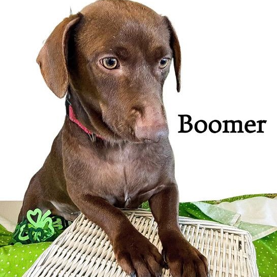 Enlarge Boomer, an adopted mixed breed in Tulsa, OK image 4/6