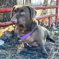 Enlarge Boomer, a Adoptable mixed breed in Tulsa, OK image 6/6