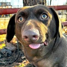 Enlarge Boomer, a Adoptable mixed breed in Tulsa, OK image 4/6