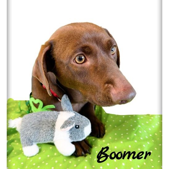 Enlarge Boomer, an adopted mixed breed in Tulsa, OK image 6/6