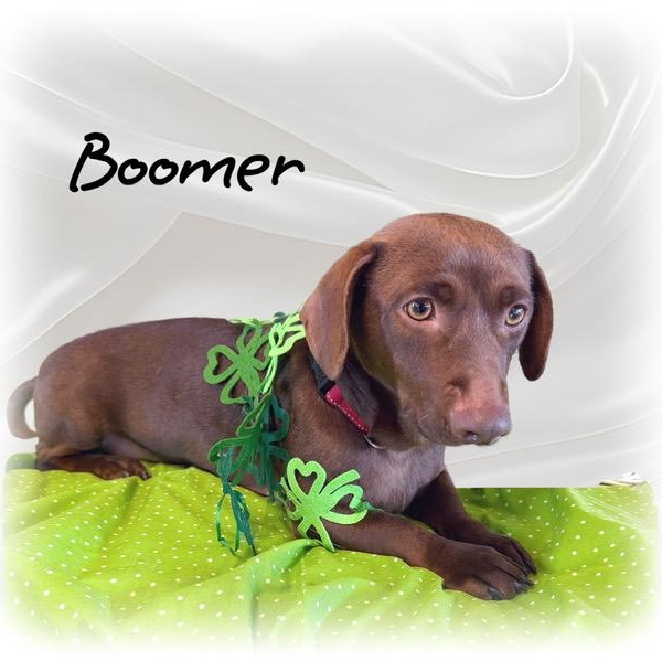 Enlarge Boomer, an adopted mixed breed in Tulsa, OK image 1/6