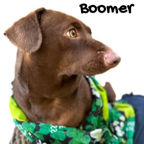 Boomer, Adult Male unknown