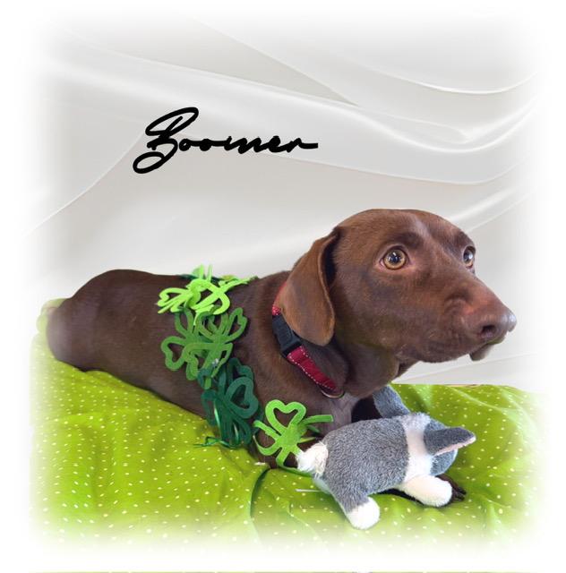 Enlarge Boomer, an adopted mixed breed in Tulsa, OK image 5/6