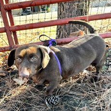 Enlarge Boomer, a Adoptable mixed breed in Tulsa, OK image 5/6