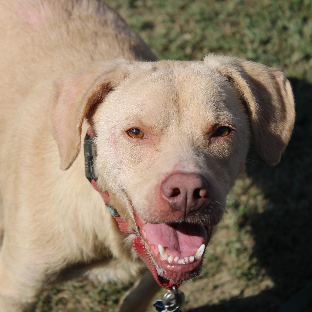Enlarge Luisa, a Adoptable Retriever in Cleveland, MS image 1/5